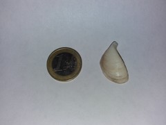 Dreissena polymorpha
