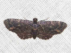 Horisme pallidimacula