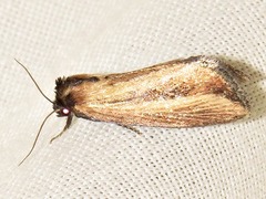 Acrapex brunnea