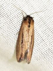 Acrapex brunnea
