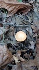 Polyporus mcmurphyi