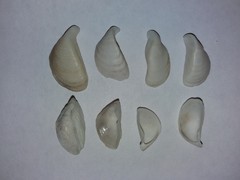 Dreissena polymorpha