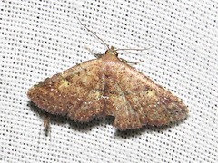 Cerynea thermesialis