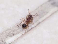 Tetramorium lanuginosum