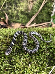 Dipsas ventrimaculata