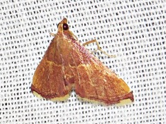 Endotricha erythralis