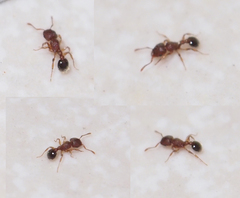 Tetramorium lanuginosum