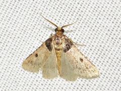 Loryma basalis