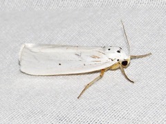 Ilemodes astriga