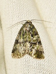 Iambia melanochlora
