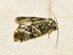 Iambia melanochlora