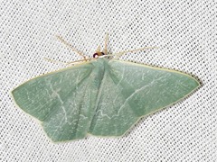 Thalassodes quadraria