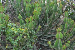 Euphorbia cooperi