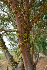Ficus sansibarica