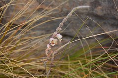 Gladiolus vernus