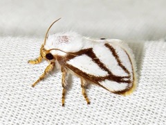 Parapluda invitabilis