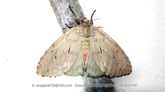 Lymantria grisescens