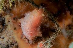Dendrodoris citrina