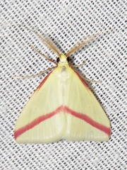 Rhodometra sacraria