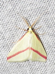 Rhodometra sacraria