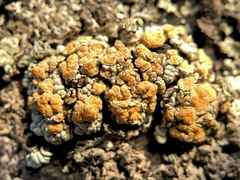 Rhizoplaca subdiscrepans