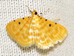 Notarcha quaternalis