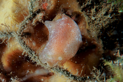 Dendrodoris citrina
