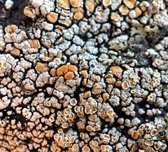 Rhizoplaca subdiscrepans