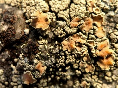 Rhizoplaca subdiscrepans