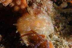 Dendrodoris citrina