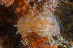 Dendrodoris citrina