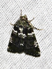 Iambia melanochlora