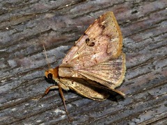 Plecoptera resistens