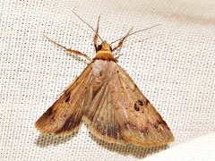 Plecoptera resistens