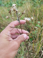 Symphyotrichum