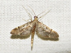 Duponchelia lanceolalis