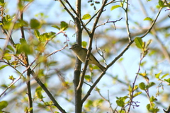 Vireo philadelphicus