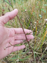 Symphyotrichum
