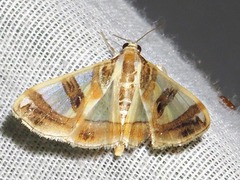 Glyphodes sycina