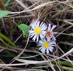 Symphyotrichum