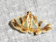 Glyphodes sycina