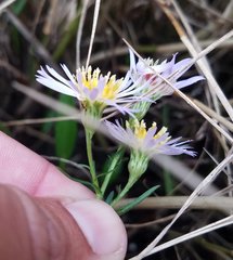 Symphyotrichum