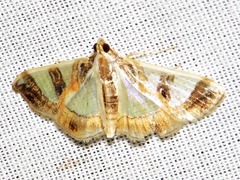 Glyphodes sycina