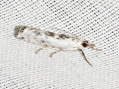 Crambus sparsellus