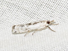 Crambus sparsellus