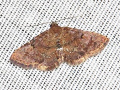 Cerynea thermesialis