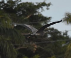 Ardea herodias