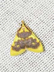 Sameodesma xanthocraspia