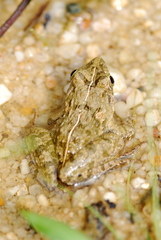 Fejervarya limnocharis