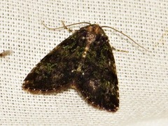 Iambia melanochlora